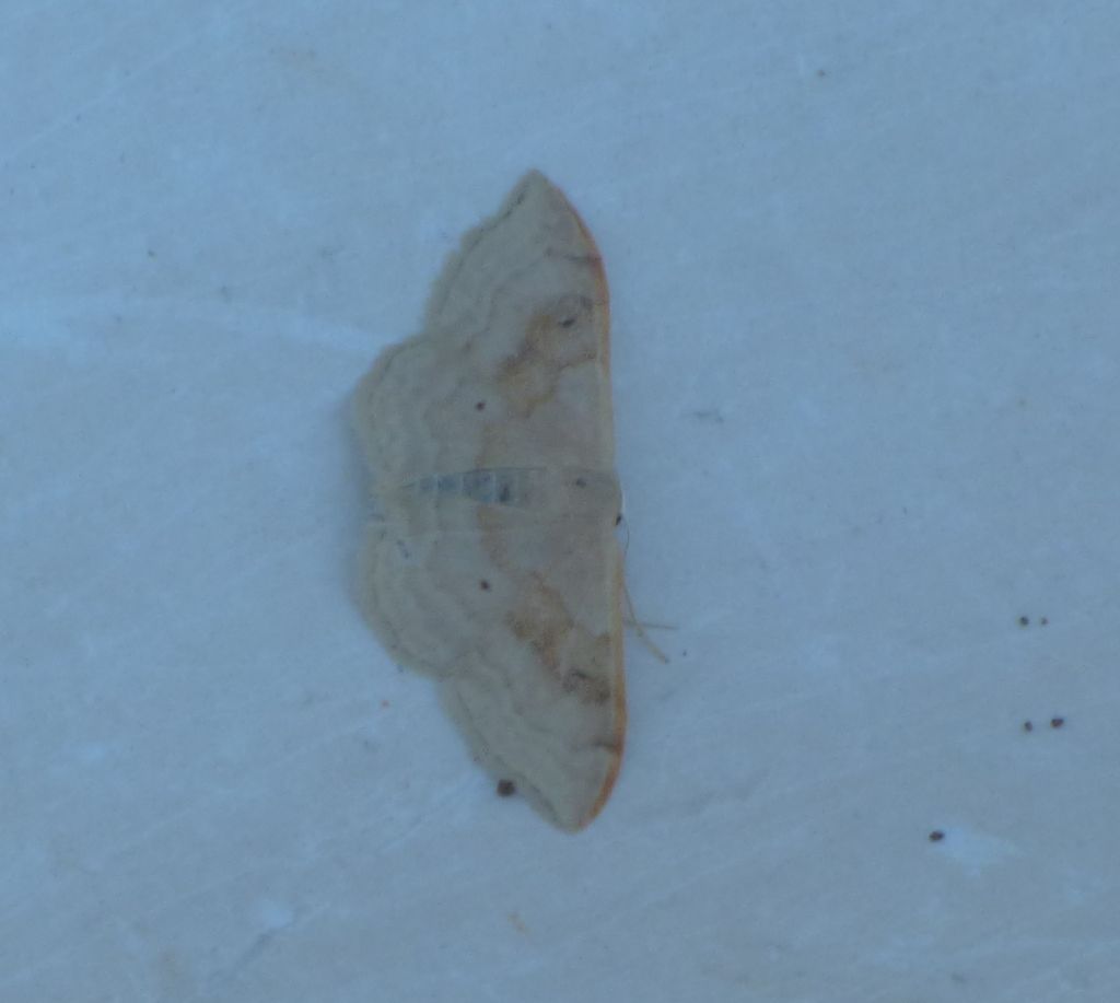 idaea o scopula? - Idaea degeneraria